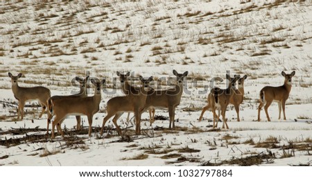 deer/herd of deer/deer in winter