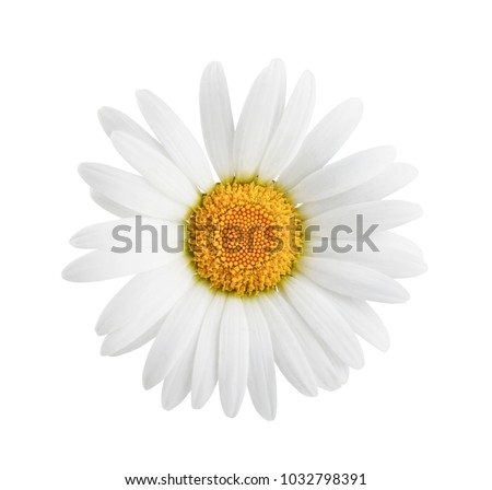 One daisy flower isolated on white background as package design element.
