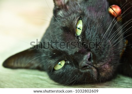 Cute black cat is sleeping.