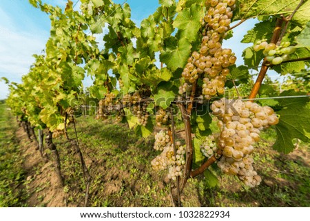 Grapes of white vine on vineyeard
