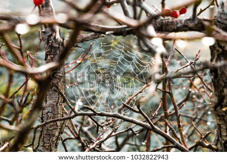 spider web in bush in autumn