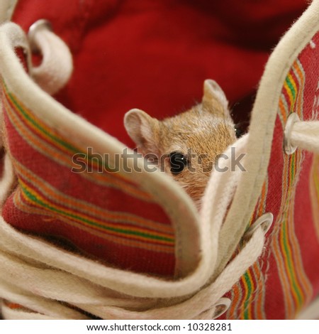 cute little gerbil hiding in a shoe