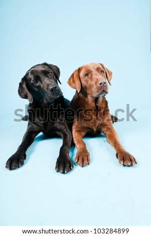 Studio portrait of two labradors isolated on light blue background. Brown and black.