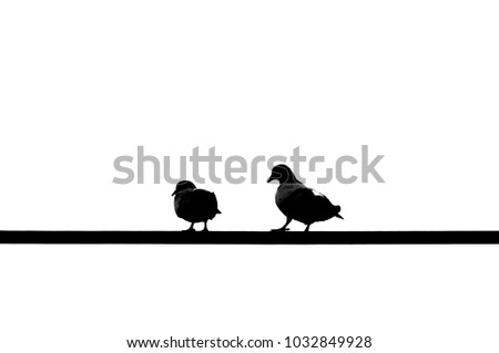Silhouette of Birds on wire.