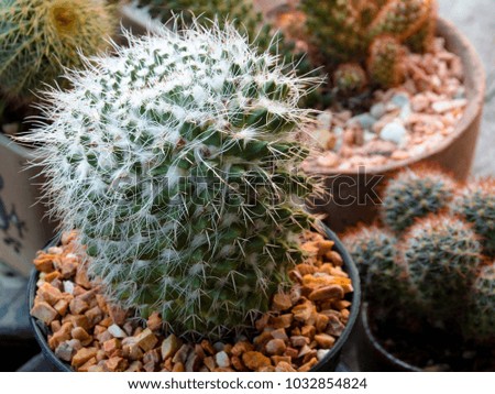 Eriocactus leninghausii cactus