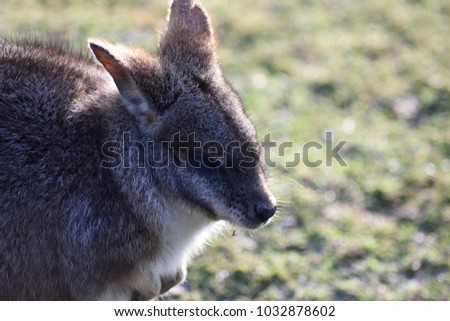 A small kangaroo