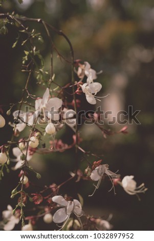 Light bulb,Clerodendrum wallichi, Labiatae,beautiful white flower in garden outdoors,retro filter