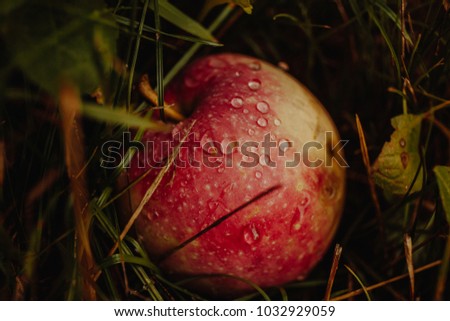 Fresh apple lying in the grass after the rain. Dew drops on an apple.