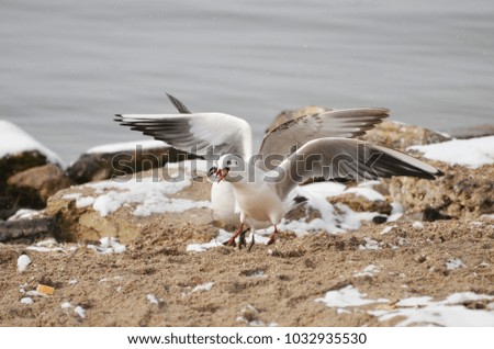 Seagulls searching for a meal , winter photo 