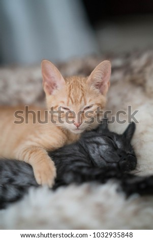 black and brown kitten 
