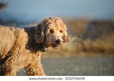 Goldendoodle cross-breed dog outdoor portrait walking