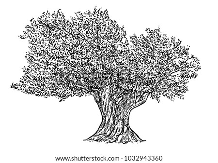 Olive tree illustration, drawing, engraving, ink, line art, vector
