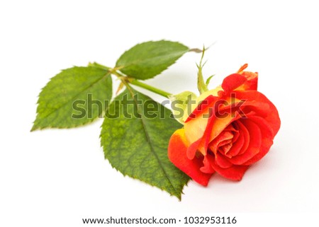 
Red rose flowers on white background. Festive concept for Valentine's day, birthday, wedding, holiday.