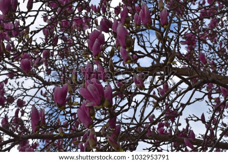 Flower magnolia in February 