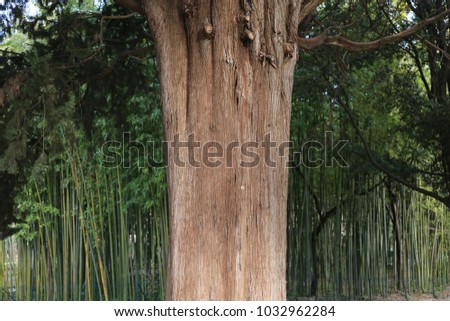 Close up outdoor view of a large brown tree trunk with many green bamboos in background. Composition with natural vertical elements. Calm atmosphere. Picture taken in a french botanical garden. 