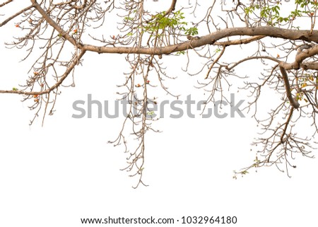 Branch isolated on white background.