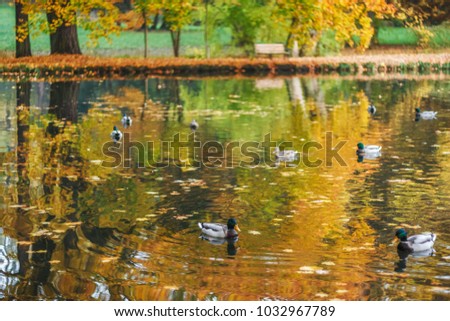 Ducks on a lake in a park in autumn.