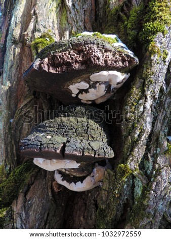 Close up of two Phellinus igniarius (syn. Phellinus trivialis), also know by the names  willow bracket and fire sponge growing on a willow tree