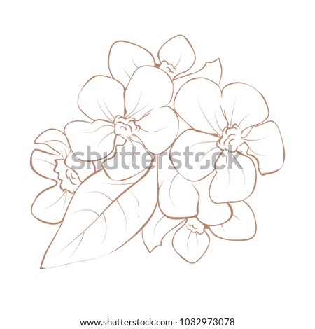 black and white line illustration of flowers on a white background isolated