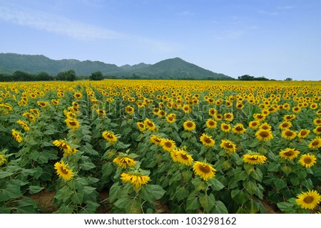 sunflower field with mountain and blue sky in background