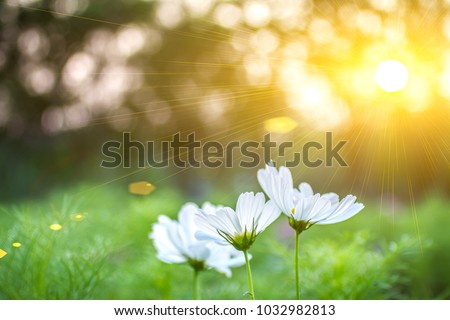 Beautiful landscape flowers white at sunset on spring background
