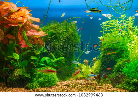 Green planted large tropical fresh water aquarium with small fishes in interior