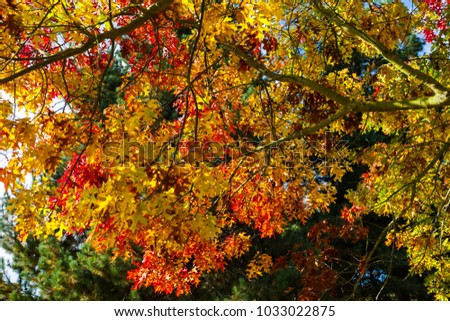 Maple tree with golden and red autumn leaves, Kew Gardens, London, UK