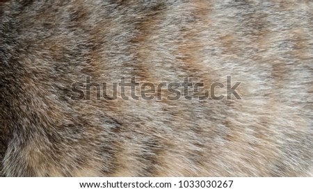 Closeup animal fur