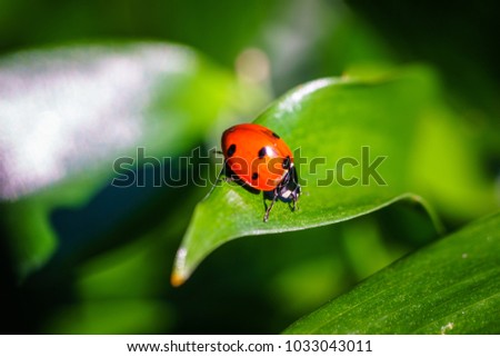 Coccinellidae is a widespread family of small beetles. They are commonly yellow, orange, or red with small black spots on their wing covers, with black legs, heads and antennae. 