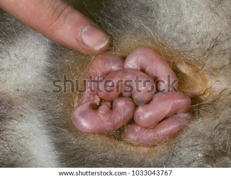 baby Opossums in mothers pouch
(Didelphis marsupialis