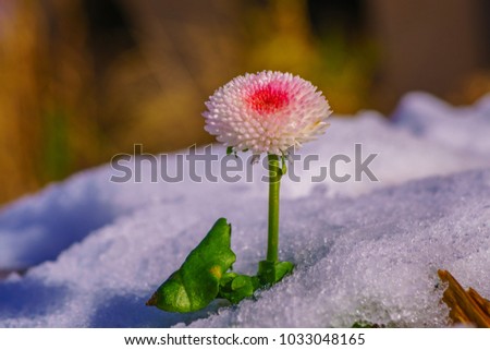 Bellis Perennis Tasso Strawberries and Cream. a cute double button flower in a stunning blend of soft creamy pink with a deep pink center. The flowers bloom in pink and then fade to white