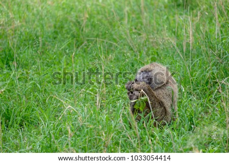 Baboon Eating Sausage Fruit in the Serengeti, Tanzania