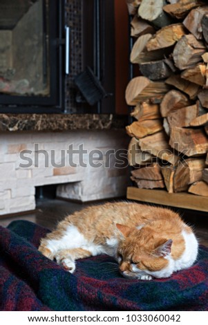 Cat sitting near burning fireplace