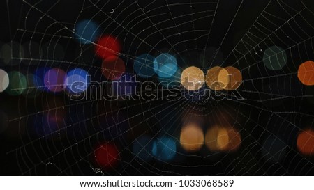 Spider web in Vancouver