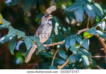 Double-collared Seedeater singing 
