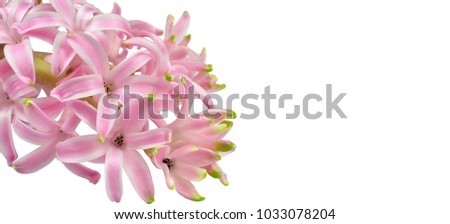 Inflorescence of pink bicolor striped fragrant hyacinth with green tips of petals, orientation on a diagonal. 
Isolated on white background