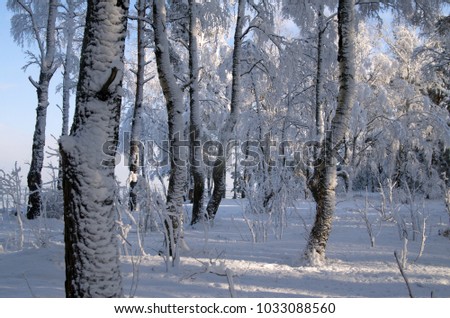 Winter forest on the seashore.