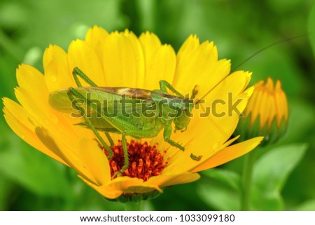 A large green grasshopper, a locust, sits on a yellow flower on a sunny day. soft selective focus. Macro
