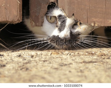 A closeup photo of a cheeky cat peaking out from underneath a broken door