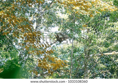 sloth walking slowly in the trees of costa rica