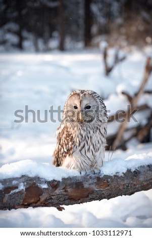 White owl with a brown feathers sits on the trunk of a fallen pine on the winter background of the Siberian forest. Night bird of prey with a black eyes. Blurred Taiga landscape with blue snowdrifts.