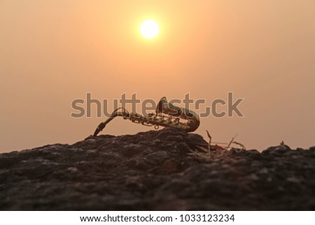 The golden alto saxophone lies on a black stone, against a background of sunset. Romantic musical background. Musical cover and creative. Design with copy space.