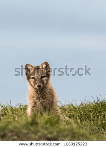 Arctic fox cub sitting in green grass looking at camera, blue sky in the background. Svalbard, Norway