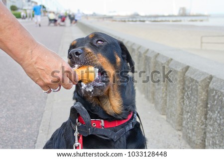 Sophie, a Rottweiler, enjoys her ice cream during a summers day out at Lowestoft seafront in England.