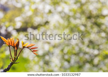 Walnut blooms. Walnuts young leaves and inflorescence on a city background. flower of walnut on the branch of tree in the spring. Copy space