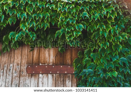 Old wooden fence covered with green ivy, with empty space for text, logo