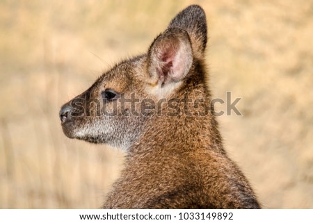 Close-up of Kangoroo head in the nature