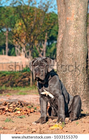 Portrait picture of a Neapolitan Mastiff outdoors