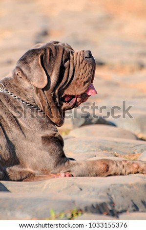 Portrait picture of a Neapolitan Mastiff outdoors
