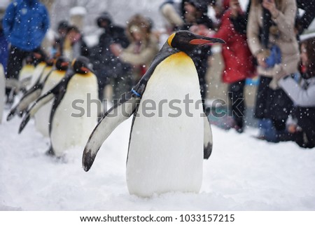 Snowy Penguins Parade Show